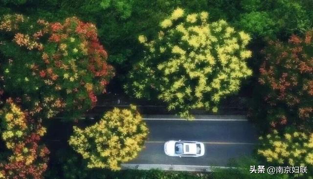 初秋→深秋，紫金山赏秋清单