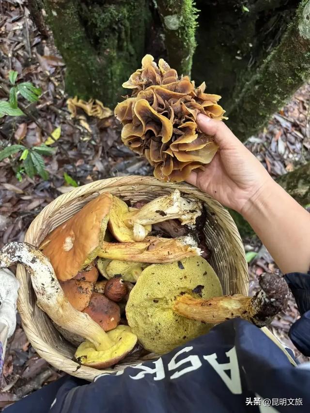 保姆级攻略来了！昆明向北，远离喧嚣拥抱旷野，去大自然里尽情撒野吧~