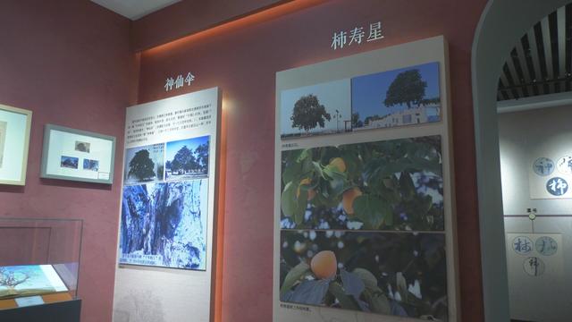 中国柿博物馆：解锁柿文化的密码