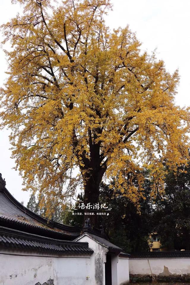 浙江宁波这座山巅古寺的银杏火了，红枫与水杉林也很美，堪比油画