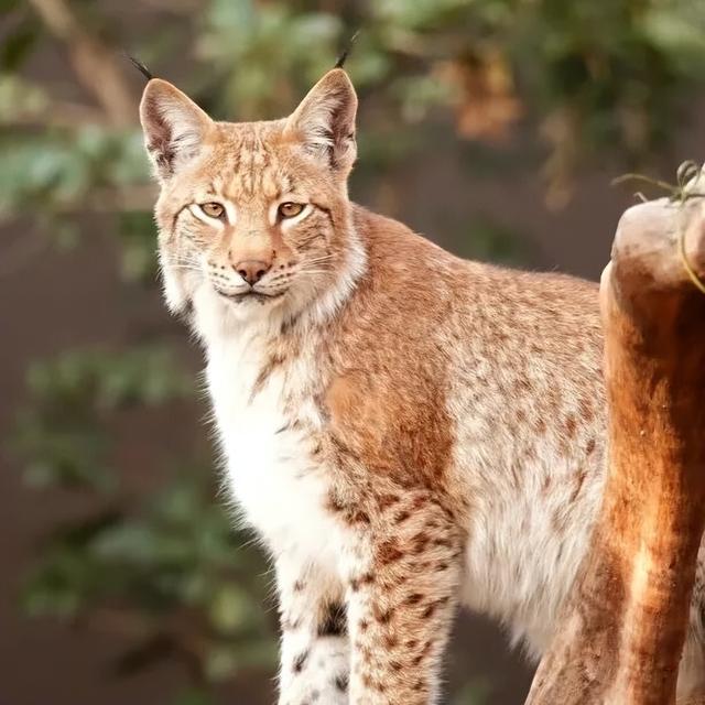 报名了！红山动物园3.5万张免费门票