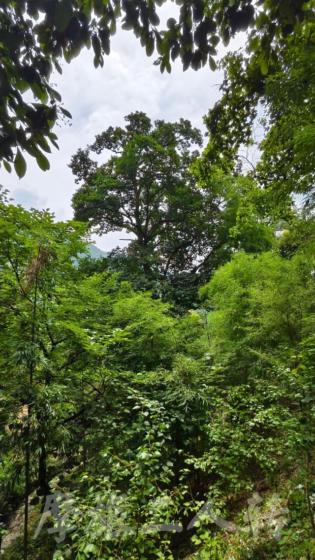 皖浙摩旅二人转——蜈蚣岭篇（下）