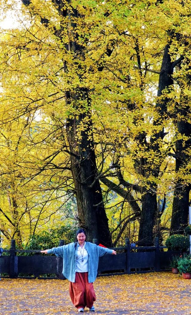 黄了！成都出发1.5h刹拢赏秋秘境，茶海风光无敌，银杏美了上千年！