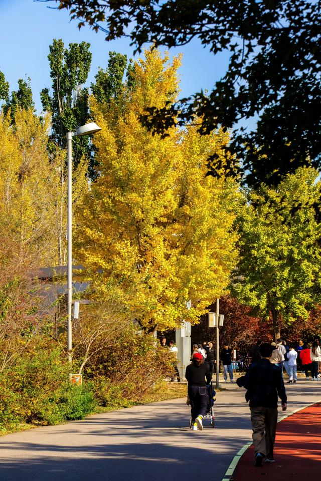 北京的秋天一定要奥林匹克森林公园！就是一场盛大的秋天盛宴