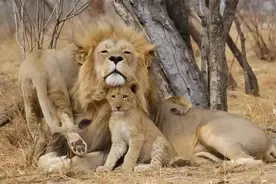 狮群中只有狮王有交配权，那么在发情期其他雄狮怎么办？图片