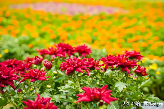 【乐游烟台】这个国庆中秋假期赏菊就来招虎山！