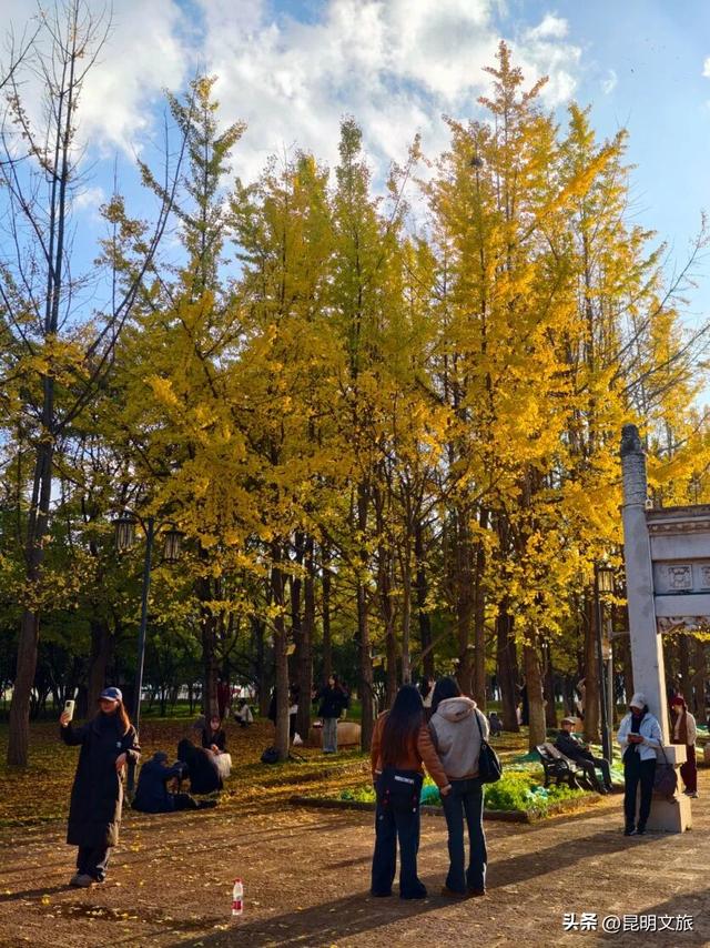 美爆！美爆！超全攻略！超出片！🤳昆明银杏黄金倒计时，抓紧时间冲~
