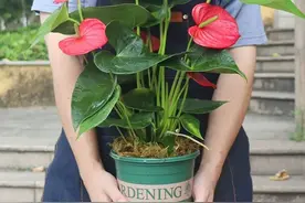 刚买回家的红掌花，做到“2不、2控”，红红火火一整年图片