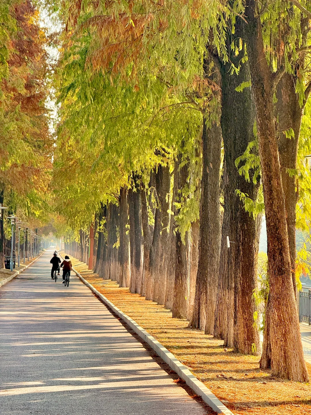 趣游周末丨佛山落羽杉地图！解锁色彩斑斓的绝美秋天！