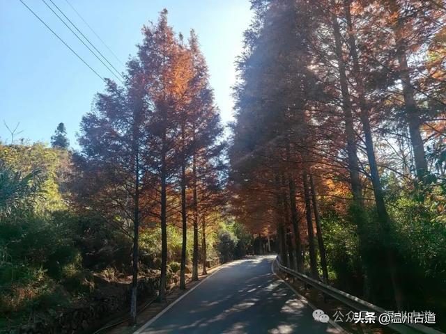 邂逅初冬醉美泽雅风情！藏于乡野的冬日艳遇，每个转角都有惊喜！