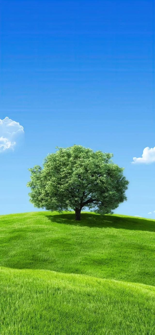 手机壁纸|美丽的自然景色