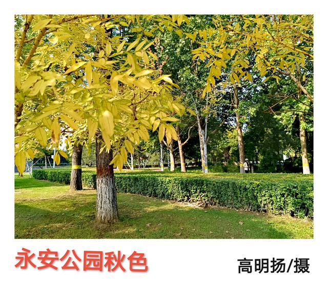 一叶落地，秋天到了，昌平秋色美。