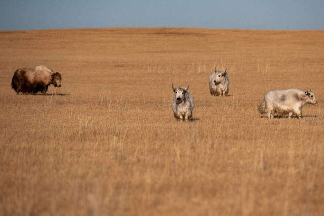 来白音锡勒和牦牛贴贴～