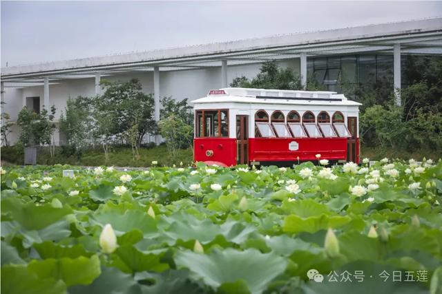 如此绚烂!原来山东的阿勒泰私藏在五莲!
