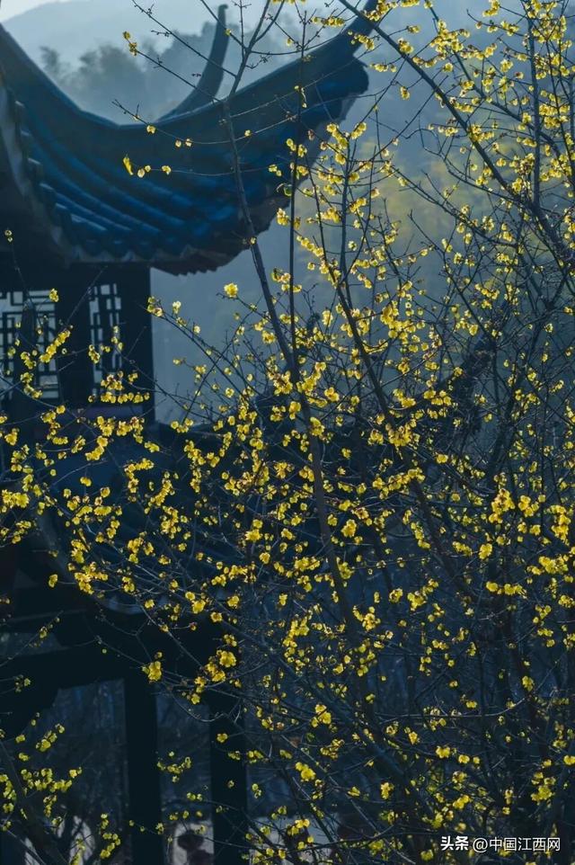 梅花开了！江西这些赏梅胜地太好拍