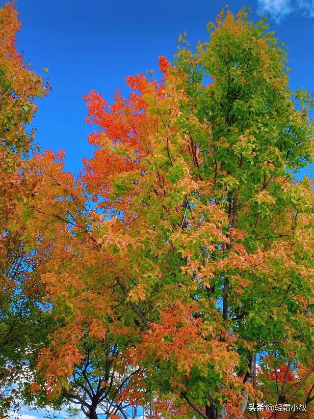 秋霜寒，秋叶艳，秋林醉，在家乡小城，邂逅一场姗姗来迟的秋景