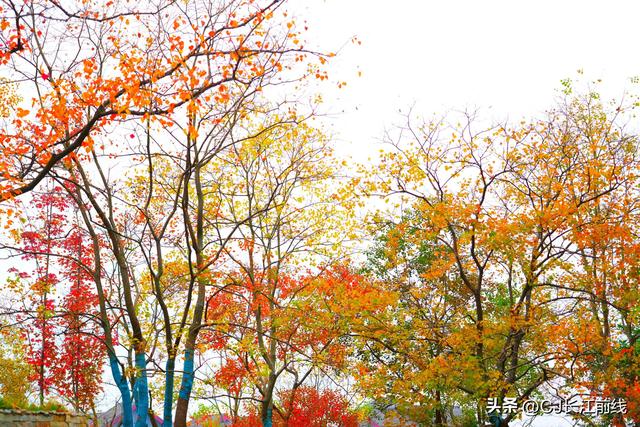 河南淮滨：重阳节里秋景美如画