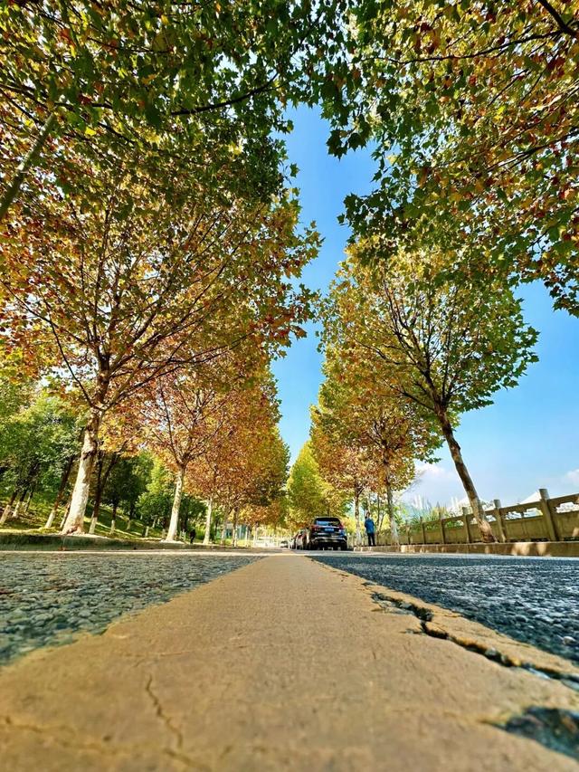 出片率100%！重庆梧桐进入最佳观赏期