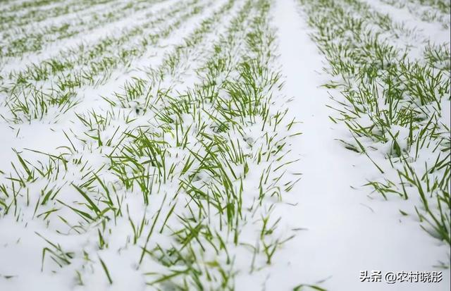 明日小雪！老话“小雪不下雪，大雪满天飞”，冷冬暖冬？答案来了