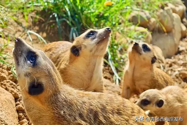 又美又可爱的西海岸！总要来一次！