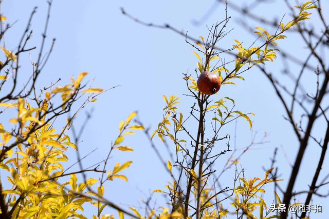 上海：120多年前从古桥石缝中“钻出”的石榴树如今硕果挂枝头