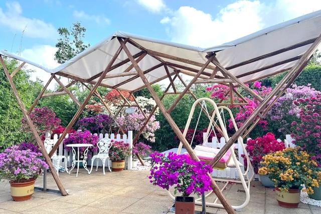 深度赏析海南三角梅赏花周6个最美花园 | 动态