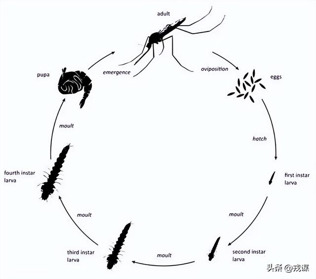 冰岛“无蚊净土”没了！冰岛首次发现蚊子，人类可能是“帮凶”？