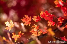欲望强烈，时间短促，举而不坚，一个小方补益猛如虎图片