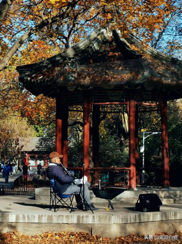 这个秋天，我在地坛