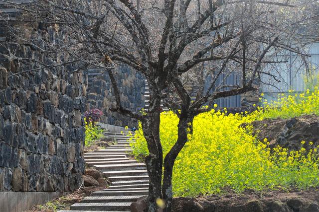 腾冲：谁说梅花谢了没看头？中营梅花村的“花期”才刚开始