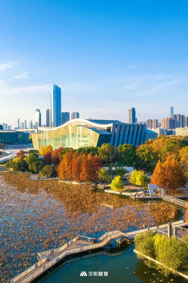 武汉城中心的彩叶秘境，在汉阳藏不住了！