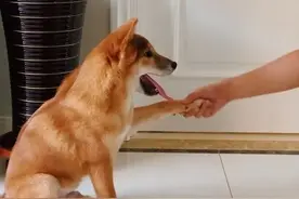 养公狗那些事：发情期异常、分泌物打理、绝育利弊，新手主人必看图片