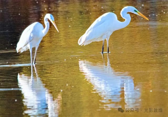 【近距离看敦煌】给党河风情线的秋色来个特写