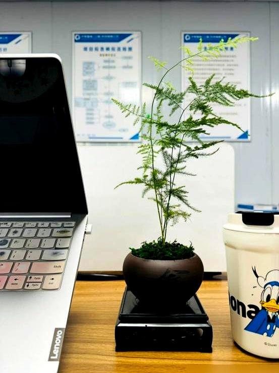 “阴花不能进阳宅”！家里若有这5种花，请赶紧“搬出去”！