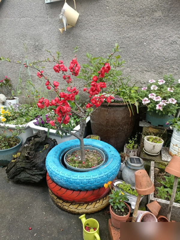 阴树不能进阳宅，老祖宗告诫：不管院子多大，这5种树最好都别种