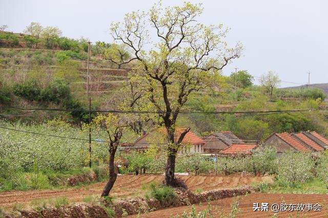 组图：海阳市发城镇“铁口村”掠影，与栖霞市铁口村同名
