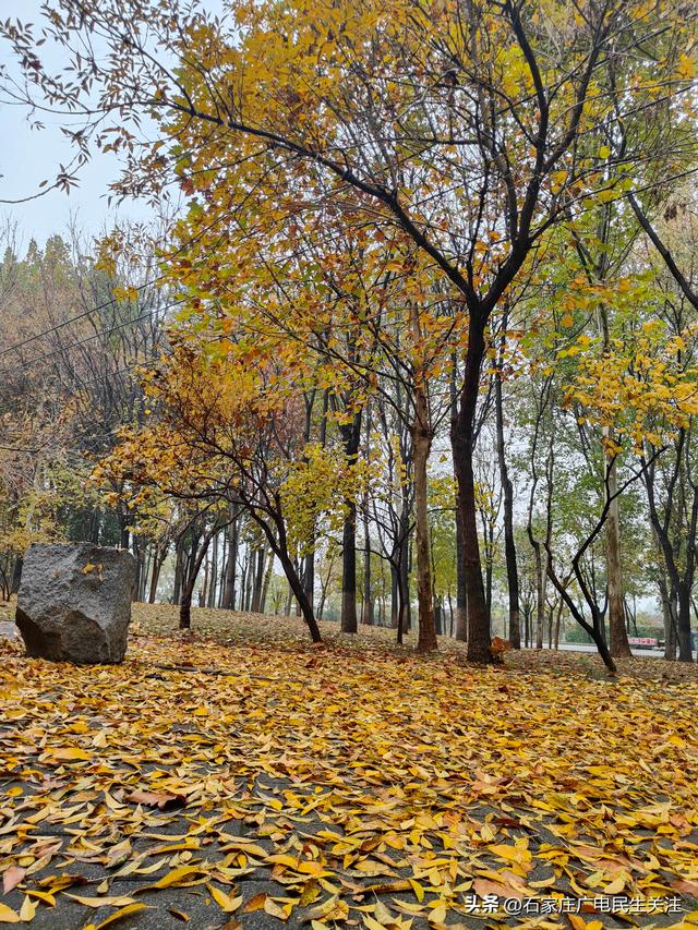 霜叶满阶红！石家庄市公园广场、水系沿线黄栌进入最佳观赏期
