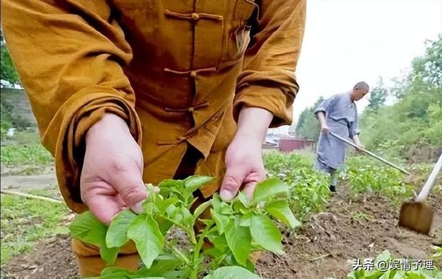 和尚们每天吃素，为何多是肥头大耳？看看他们的伙食就全都明白了