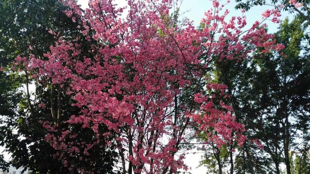 带着孙女去旅行（169）云南石林县印