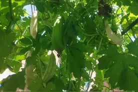 苦瓜这样整枝打叉，结的果子爬满架，产量翻倍品质好。图片