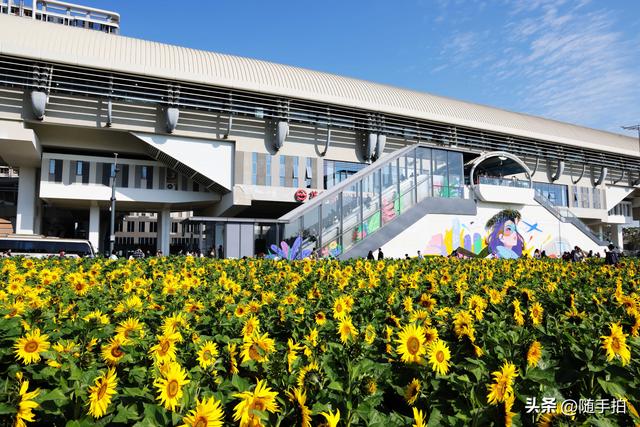 出站即入画，江苏苏州花桥地铁站向日葵花海浪漫触手可及