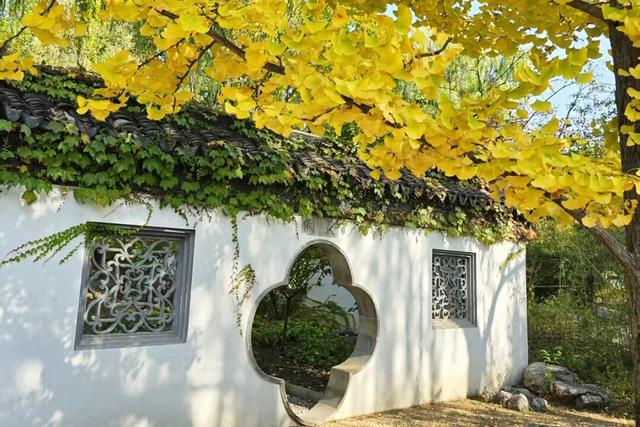 立冬时节，来顺义赴一场银杏之约