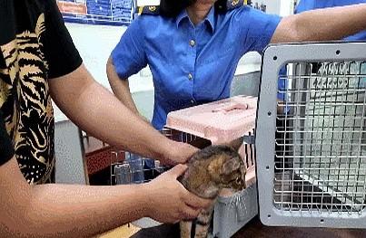 时速350公里高标运行。这条从北京发车的高铁今夏超火爆