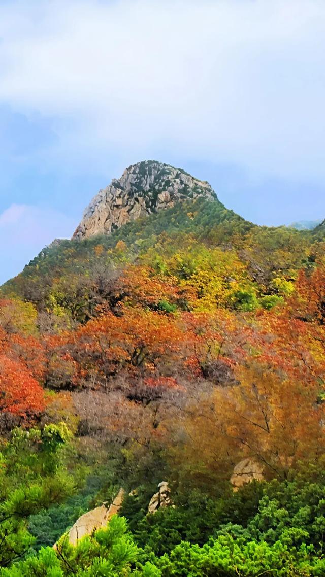 听说，山东的山最近变得「毛茸茸」？