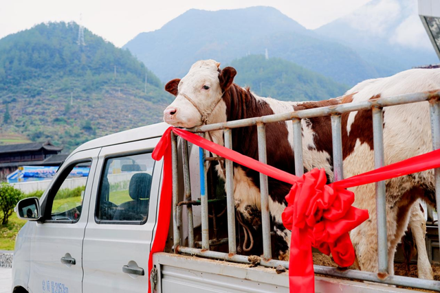 牛！真牛！赢走2头牛！这一国家级赛事在达州举行
