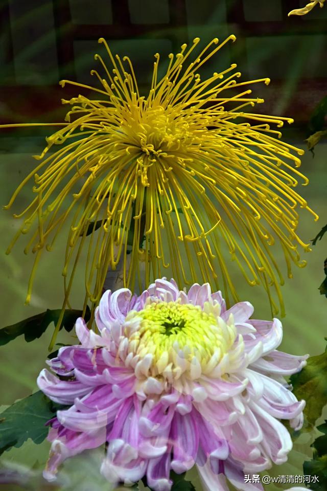 菊花是秋天里绝美的画卷