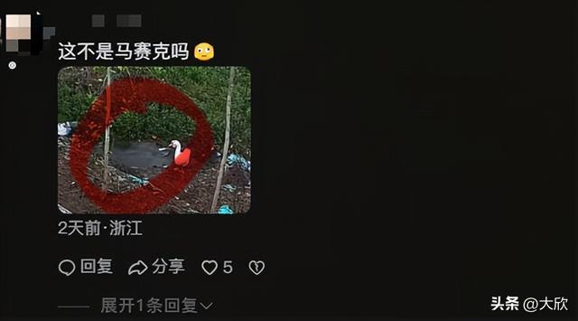 大鹅神秘消失后续：水塘抽干，淤泥被翻	，网友质疑主人是炒作