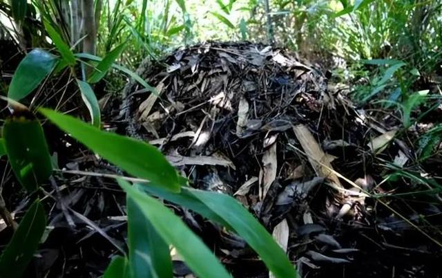 女子徒步误将蛇窝当“野生蹦床”？网友认为是过山峰！你觉得呢？