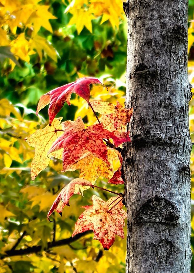 一眼沦陷！快去这片枫林秘境打卡最美秋天