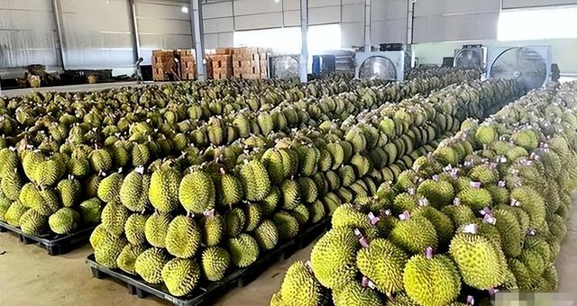 失去中国市场后，大量水果烂地里卖不出去，现在开始后悔得罪中国